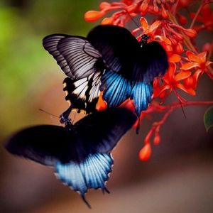 Meet your Posher, Deborah goodwin